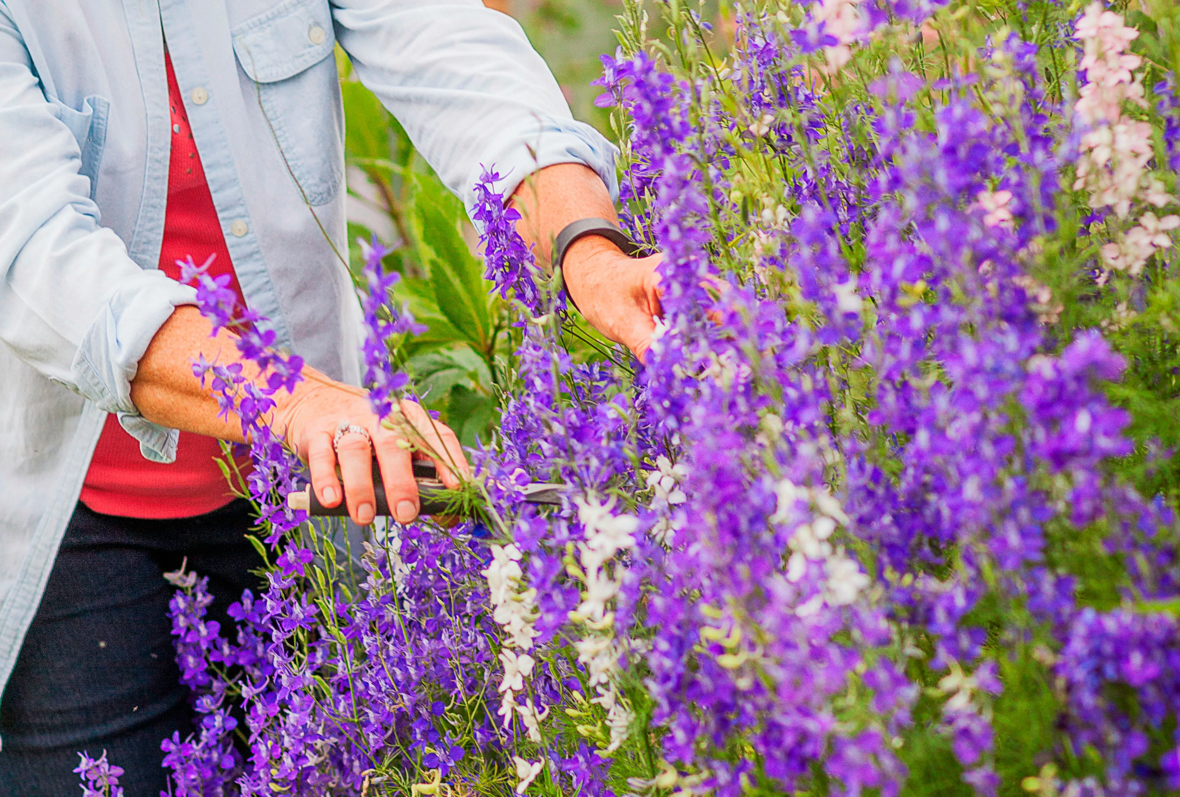 Is It Ever OK to Pick Flowers from a Stranger’s Yard? The Internet Weighs In
