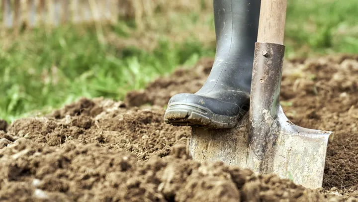 What an Expert Wants You to Know Before Putting Coffee Grounds on Your Plants
